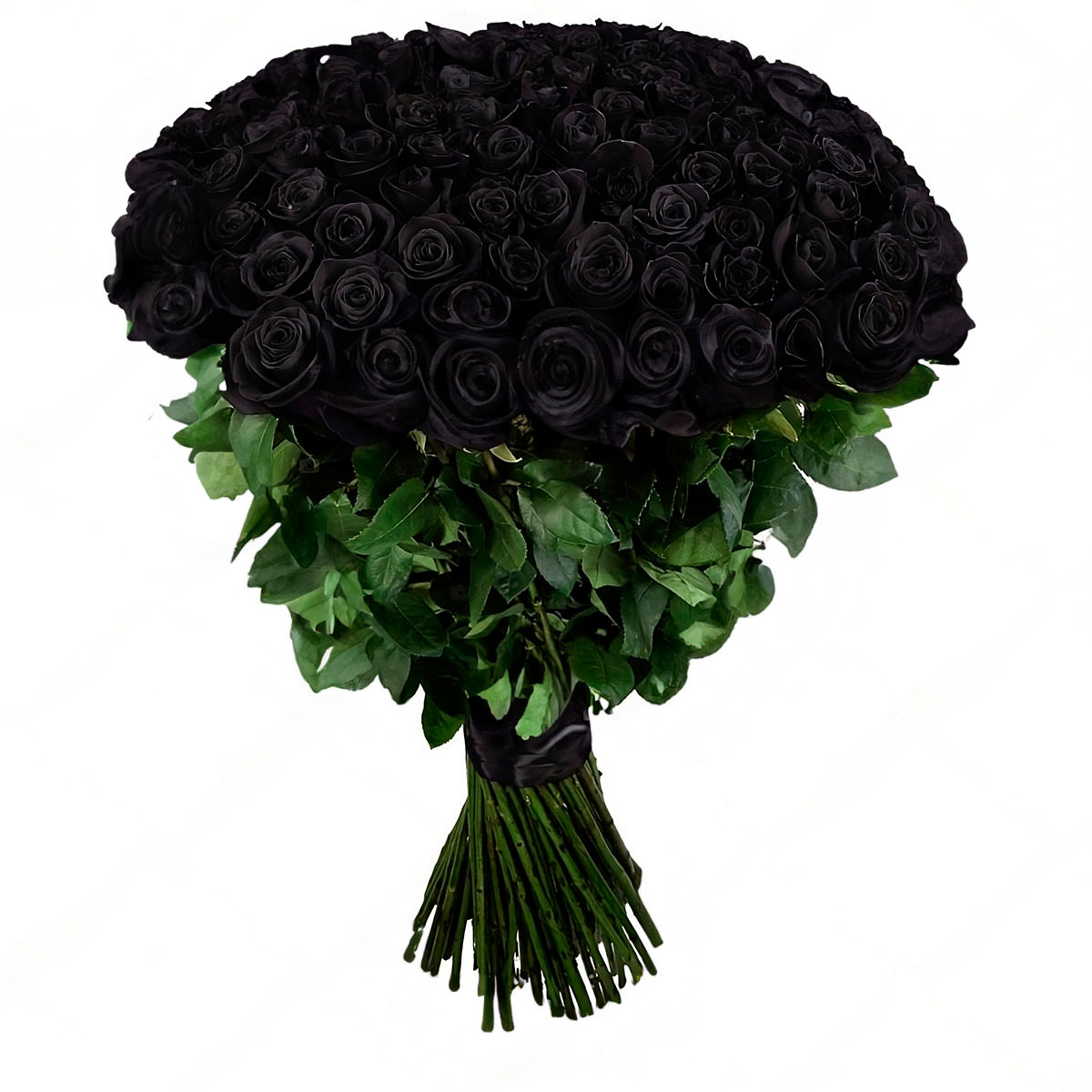 картинки черных роз на белом фоне